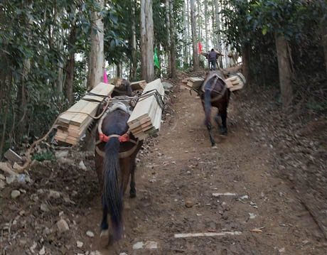 潜山市马帮工程运输